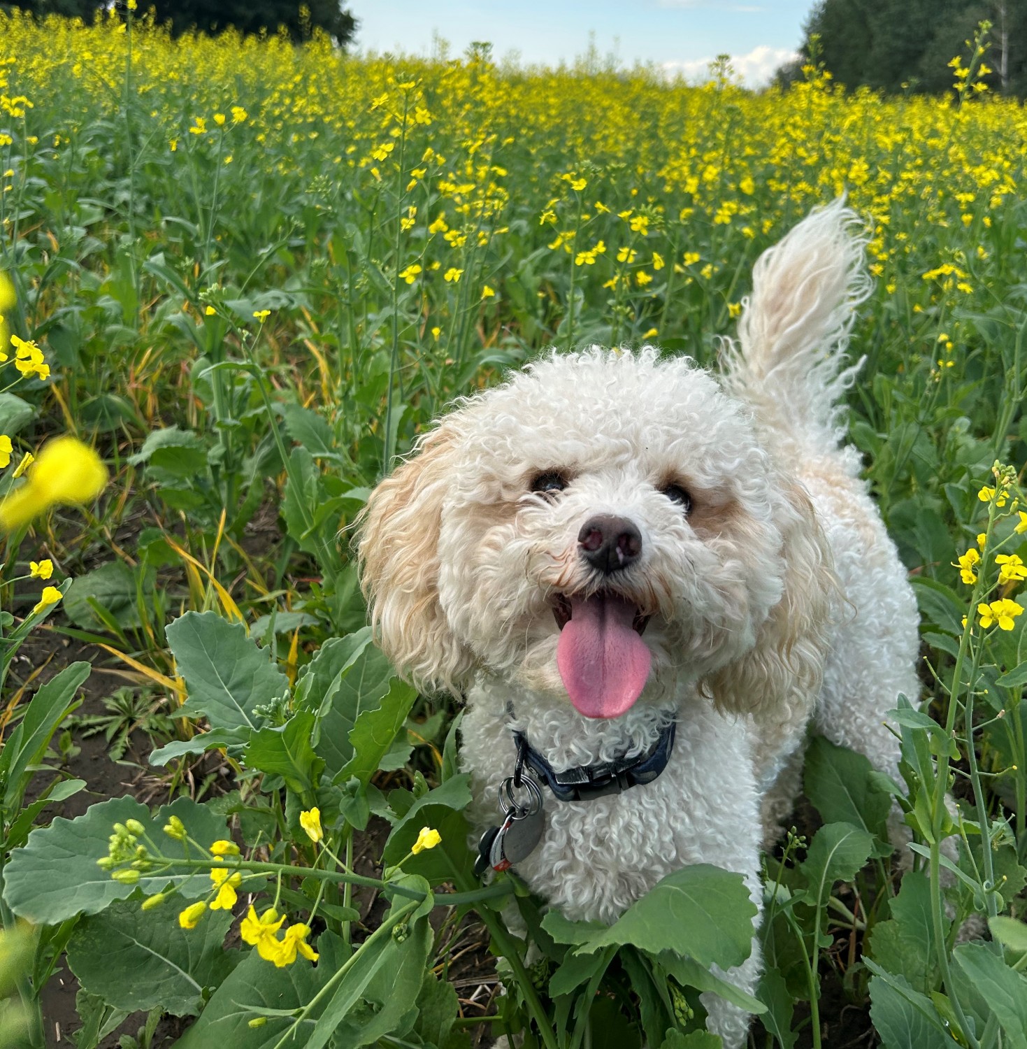 Small white dog standing in a field of yellow flowers