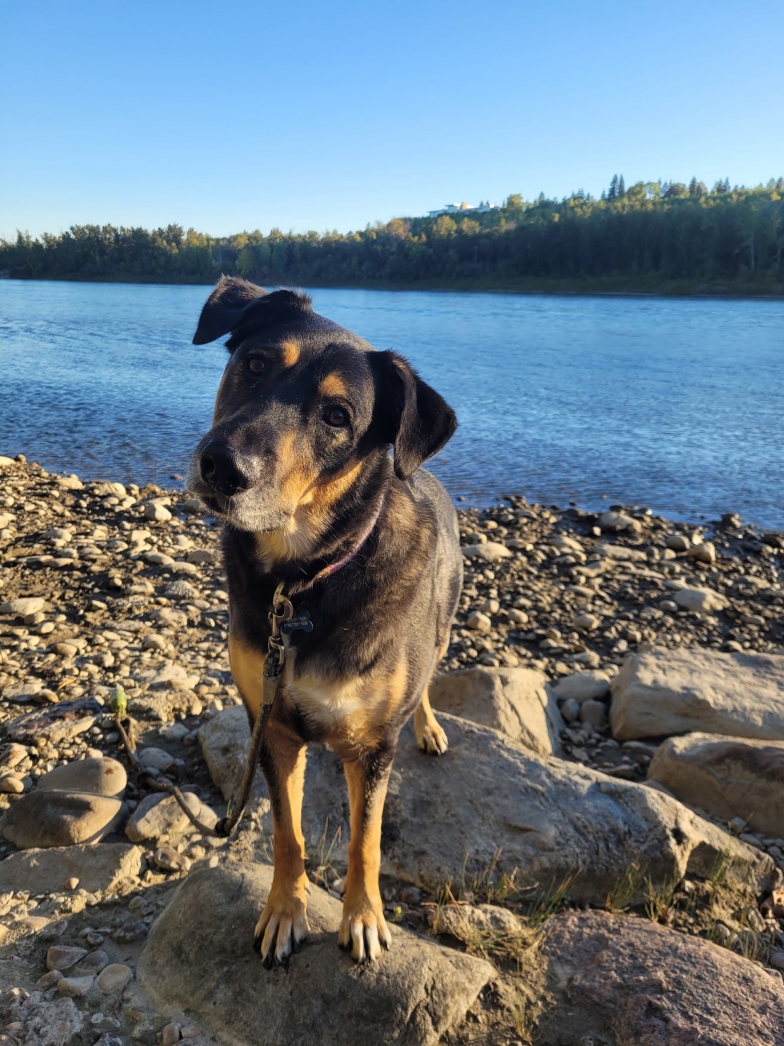 Dog standing on the beach with its head turned
