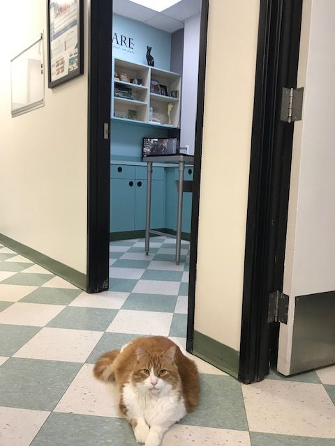 Cat Sitting in The Hallway