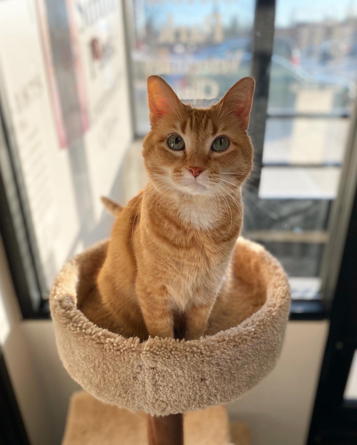 Orange cat sitting in a cat tower