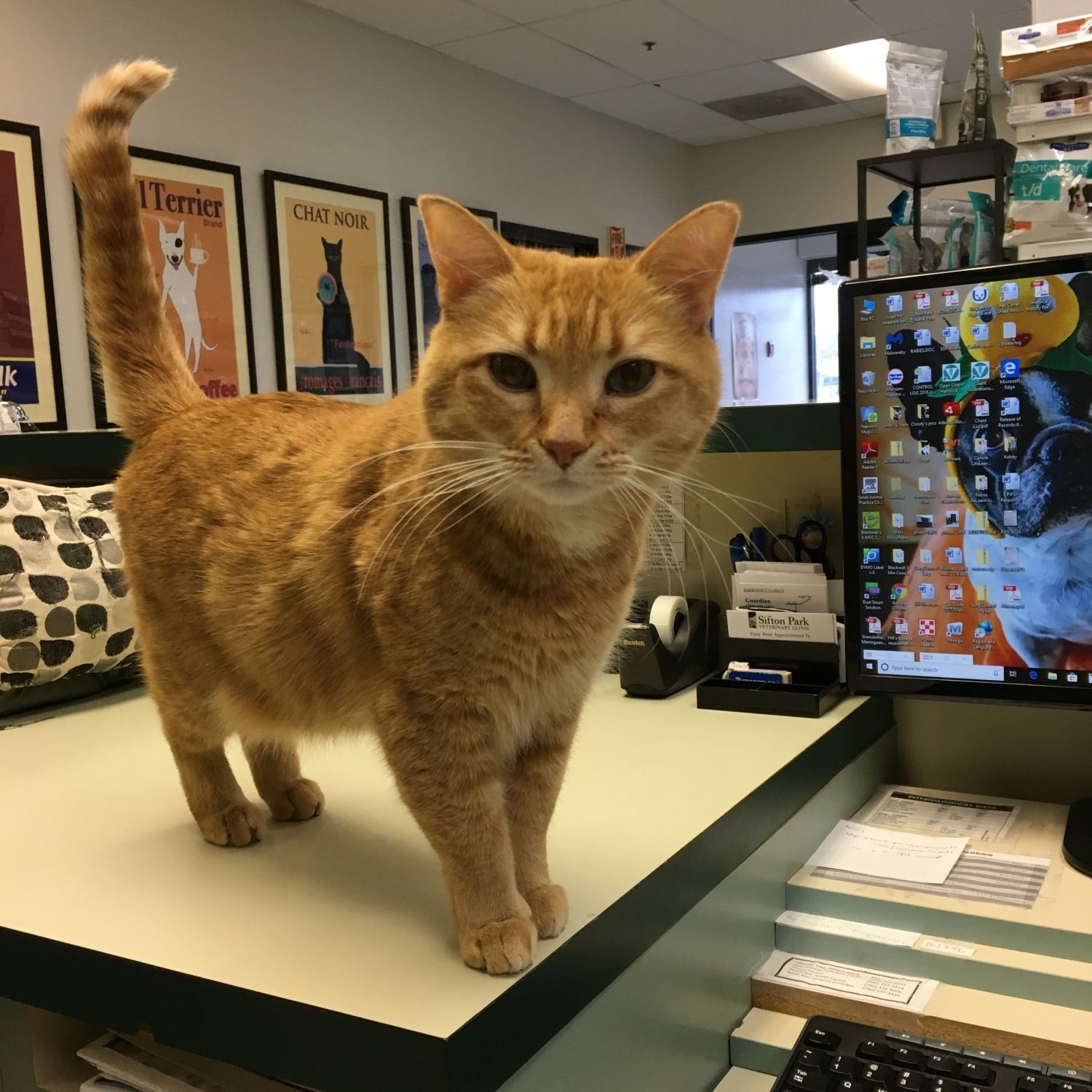 Clinic Cat