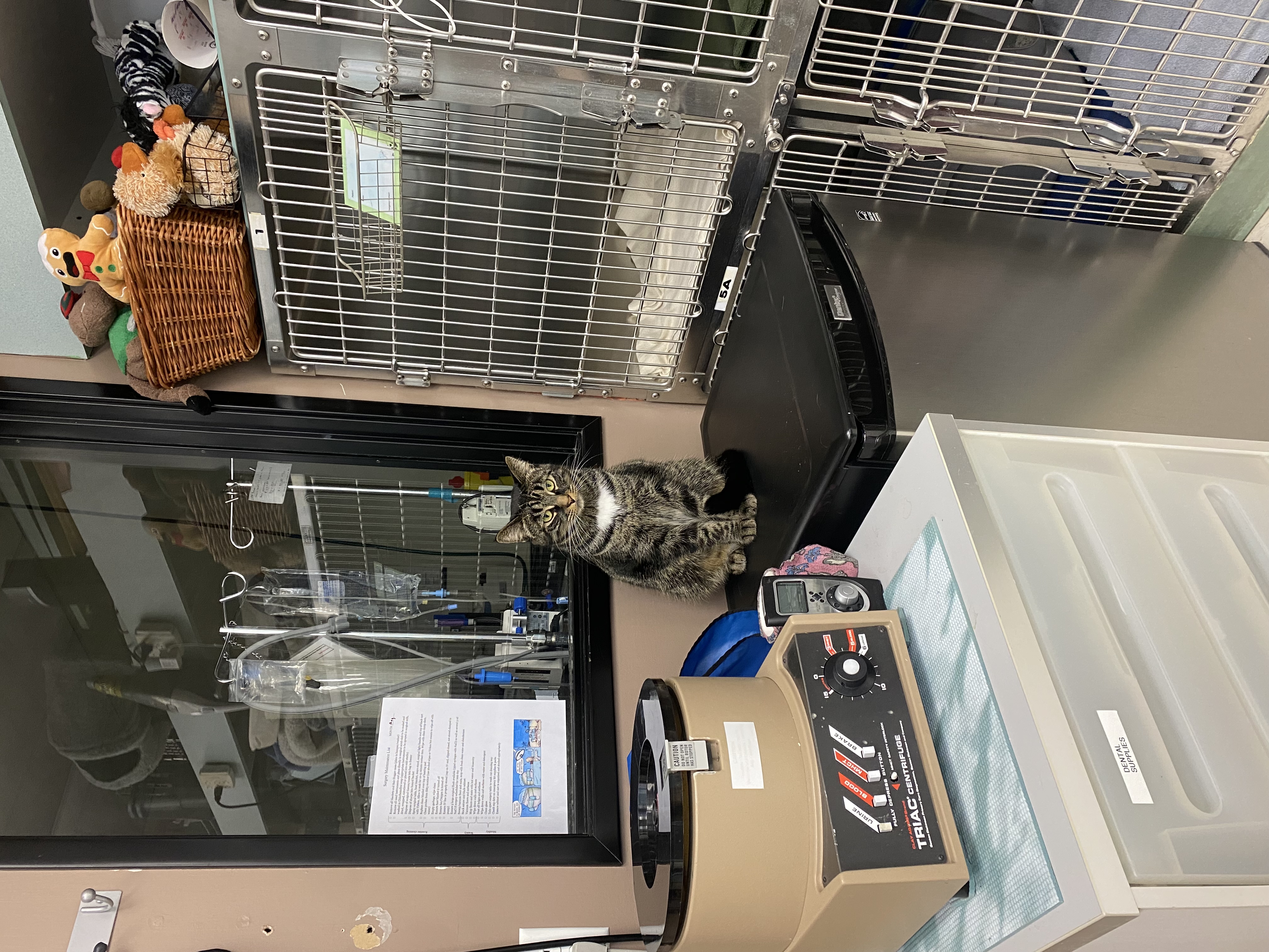 Treatment Room With a Cat