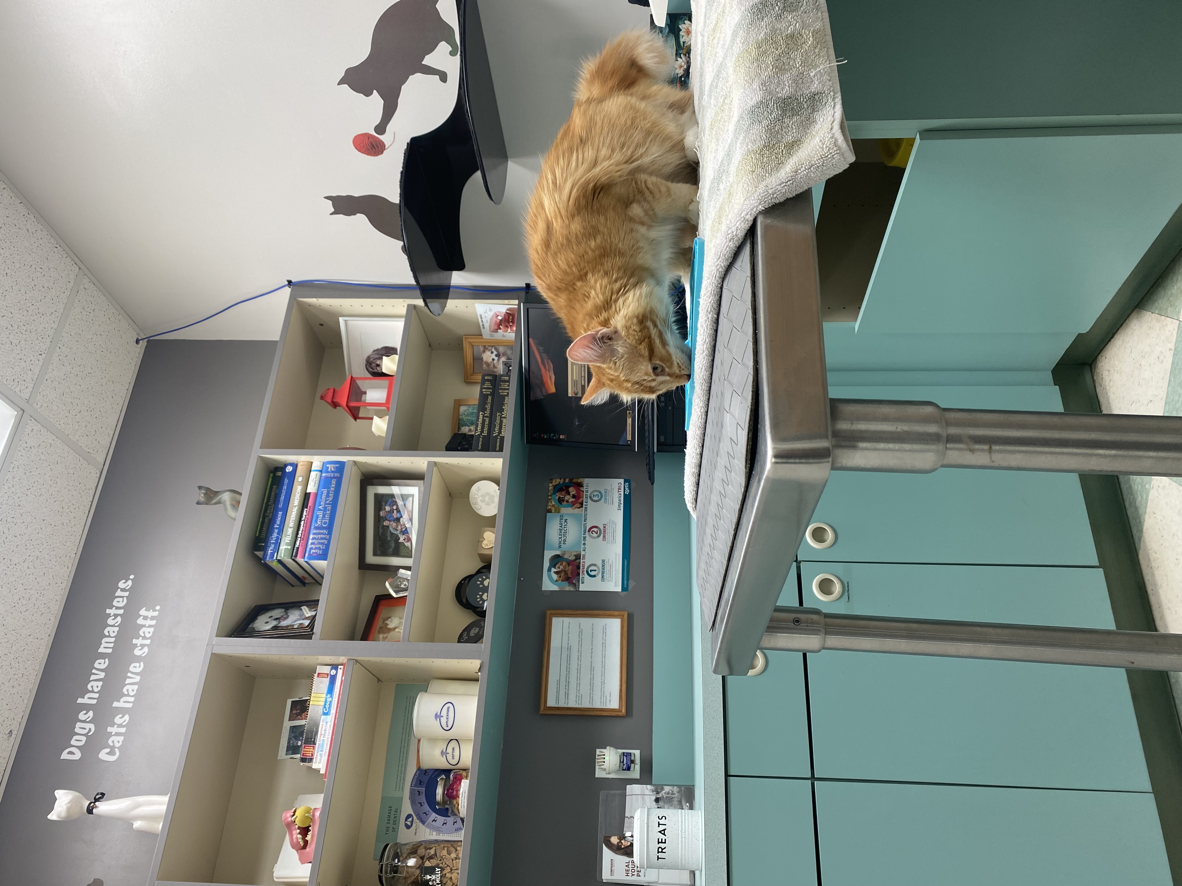 Cat Room